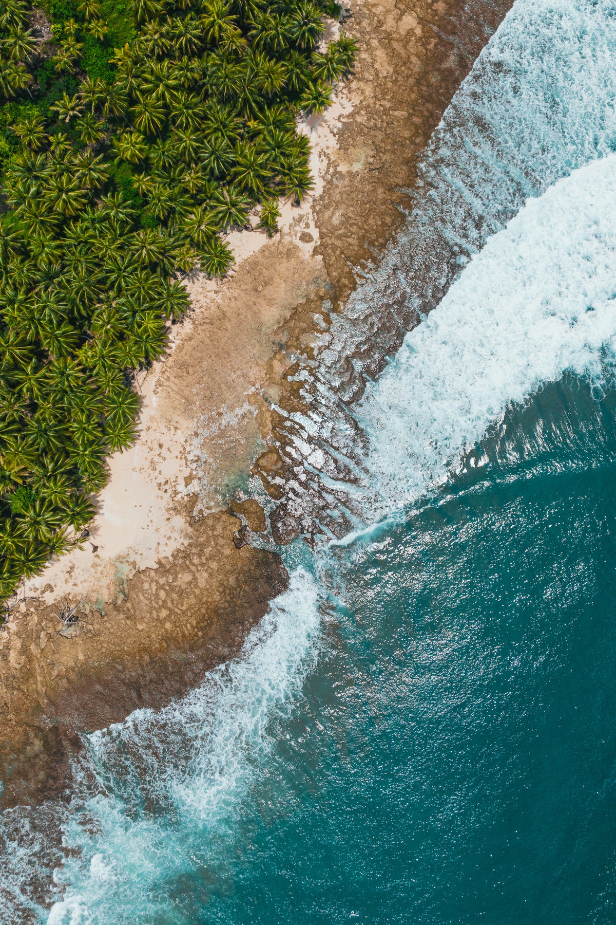 An aerial top-down view of a lush green palm tree forest meeting a sandy rocky shore with turquoise ocean waves breaking on the right.