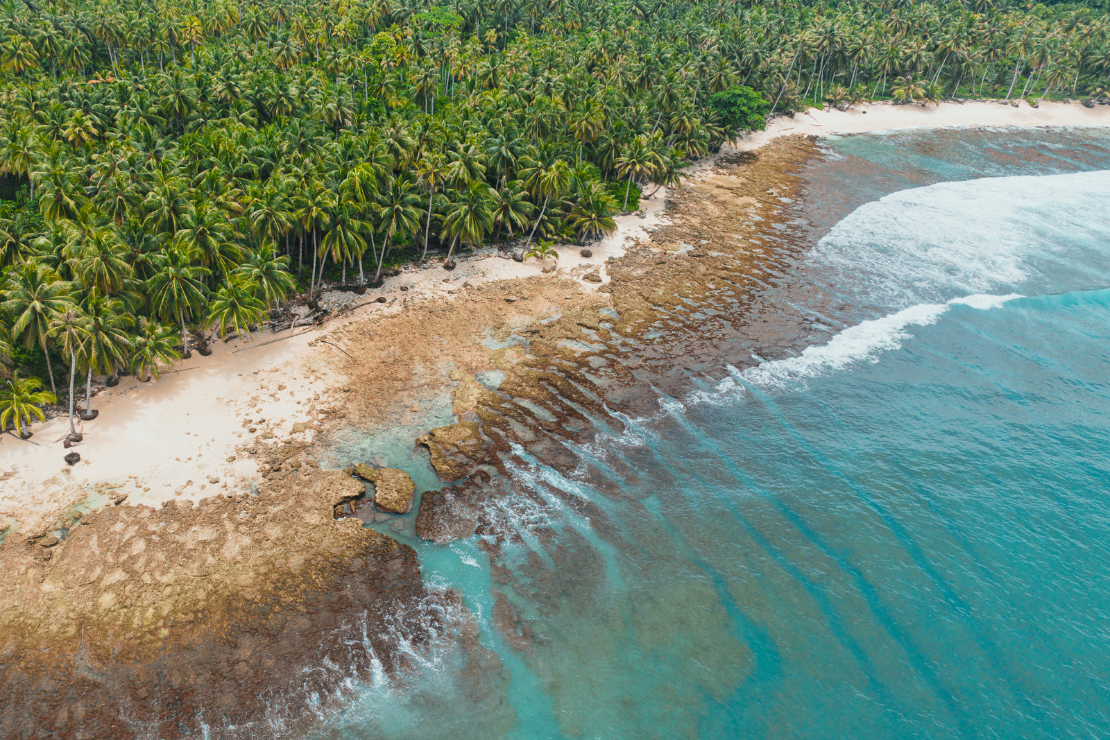 An aerial perspective showing a lush green palm forest bordering a rocky shoreline and clear turquoise ocean water.