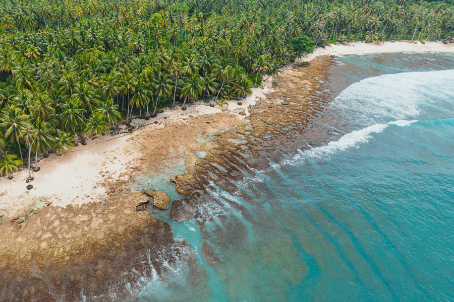 An aerial perspective showing a lush green palm forest bordering a rocky shoreline and clear turquoise ocean water.