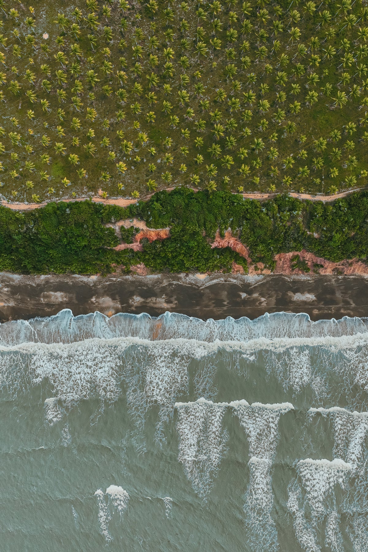 An overhead aerial view shows a dense grid of palm trees meeting a narrow dirt path and a dark sandy beach with white ocean waves.