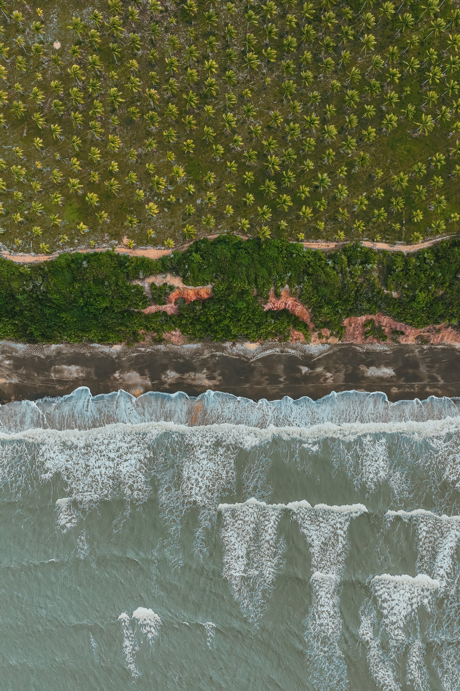 An overhead aerial view shows a dense grid of palm trees meeting a narrow dirt path and a dark sandy beach with white ocean waves.