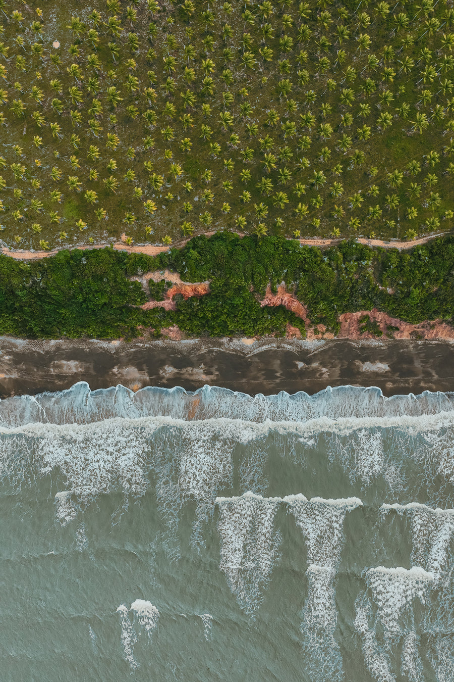 An overhead aerial view shows a dense grid of palm trees meeting a narrow dirt path and a dark sandy beach with white ocean waves.