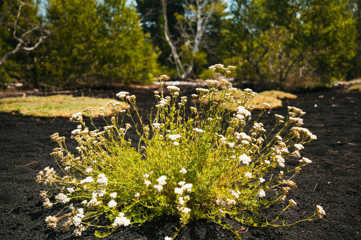 A cluster of white flowers grows from dark black volcanic earth under a bright sun.