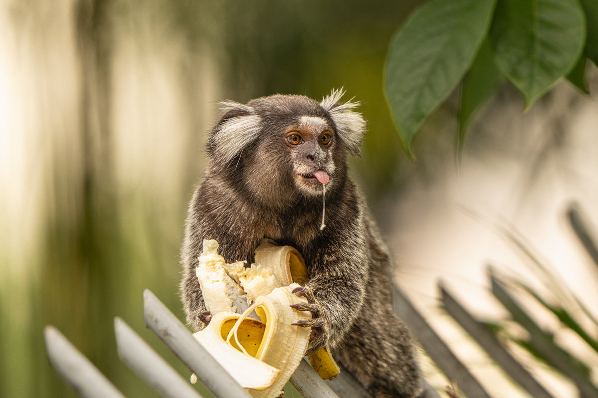 A small common marmoset monkey sits on a metal rail in Brazil, holding a peeled banana with its tongue sticking out.