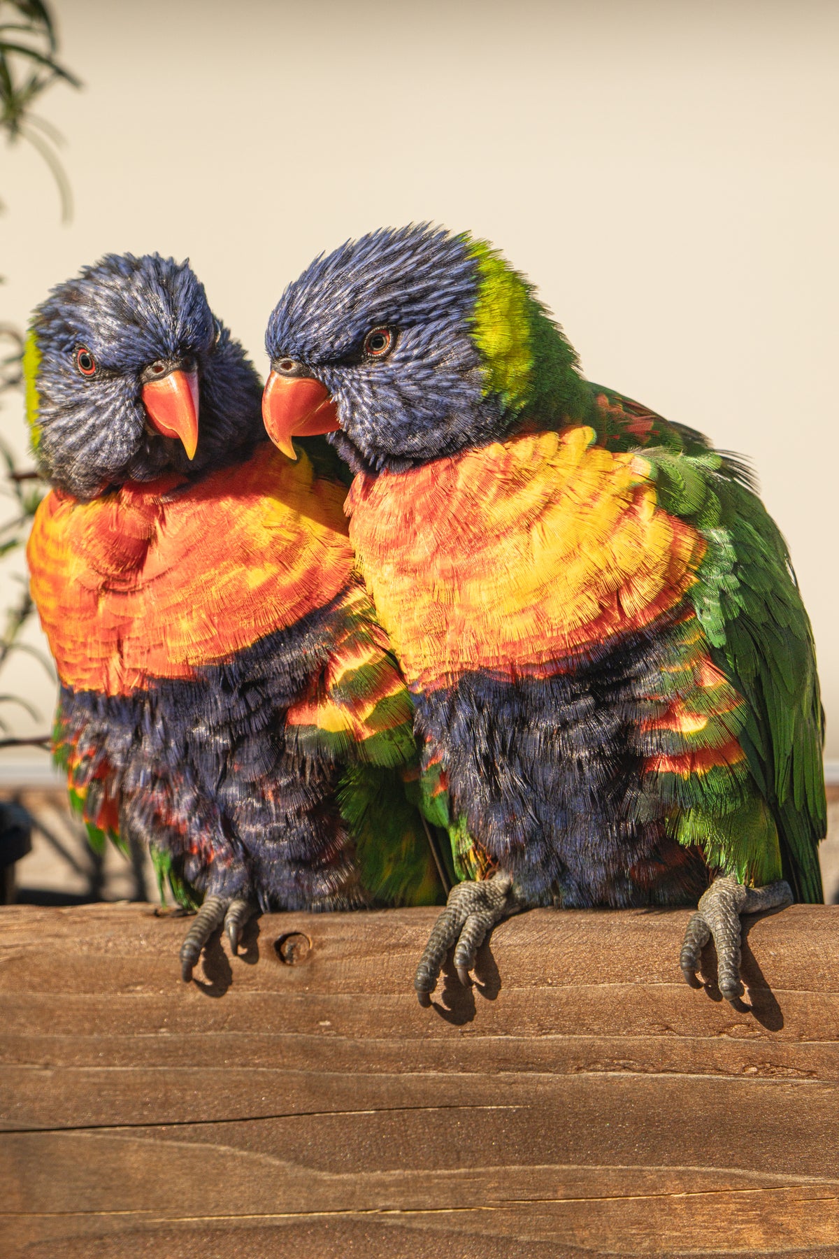 Two vibrant rainbow lorikeets with orange, blue, and green plumage sit side-by-side on a wooden ledge.