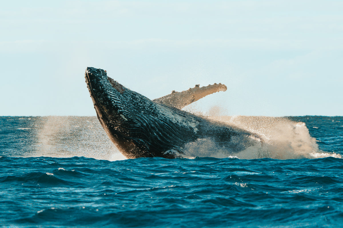 A large humpback whale leaps out of the deep blue ocean water creating white sea spray under a bright sky.