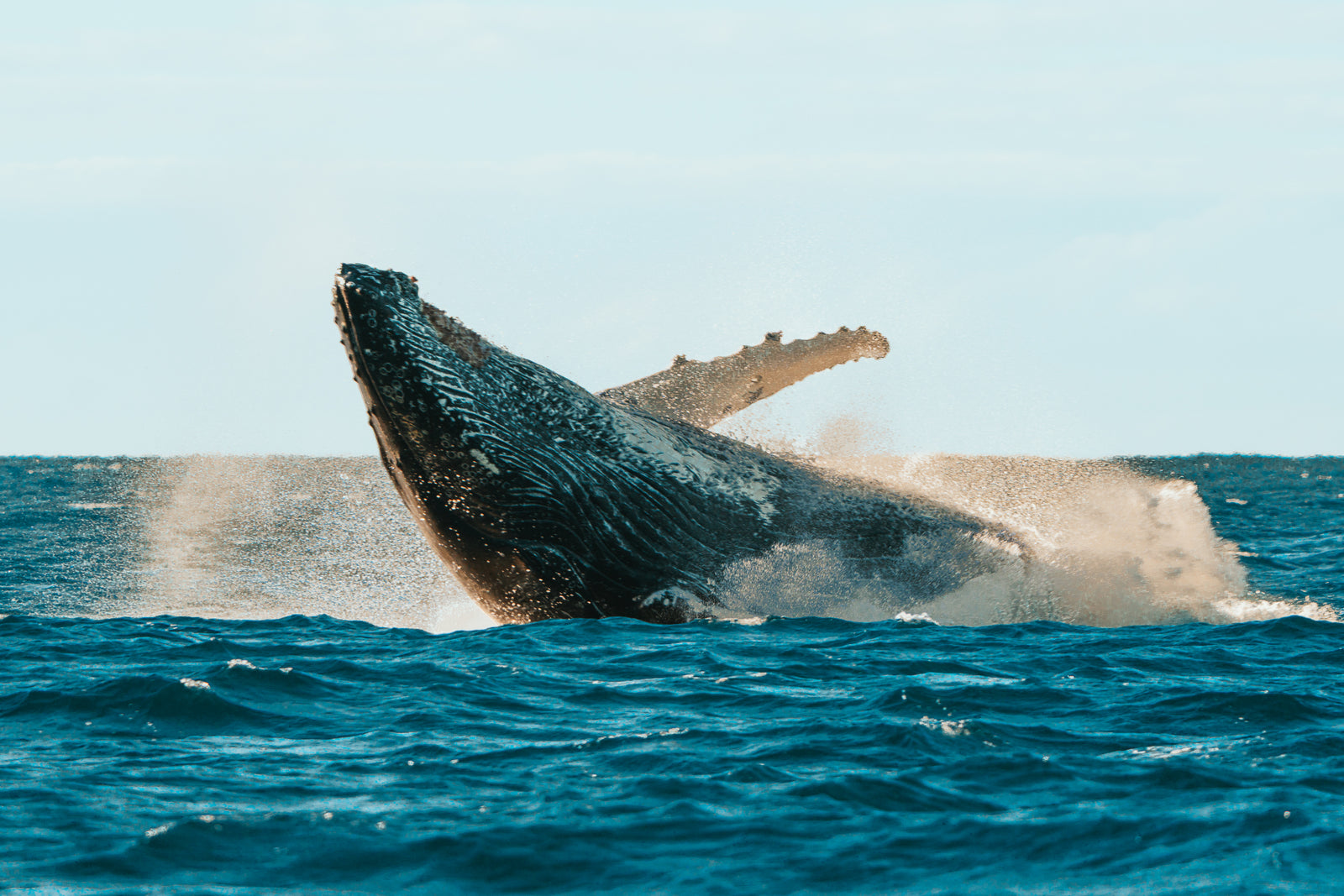 A large humpback whale leaps out of the deep blue ocean water creating white sea spray under a bright sky.