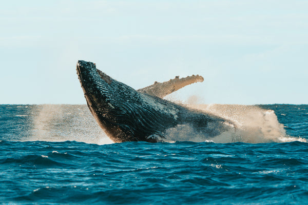 Wildlife prints