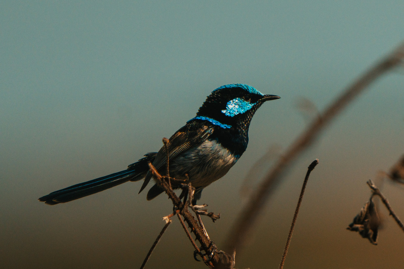 A small black and blue Superb Fairywren perched on a thin branch against a soft out-of-focus background.